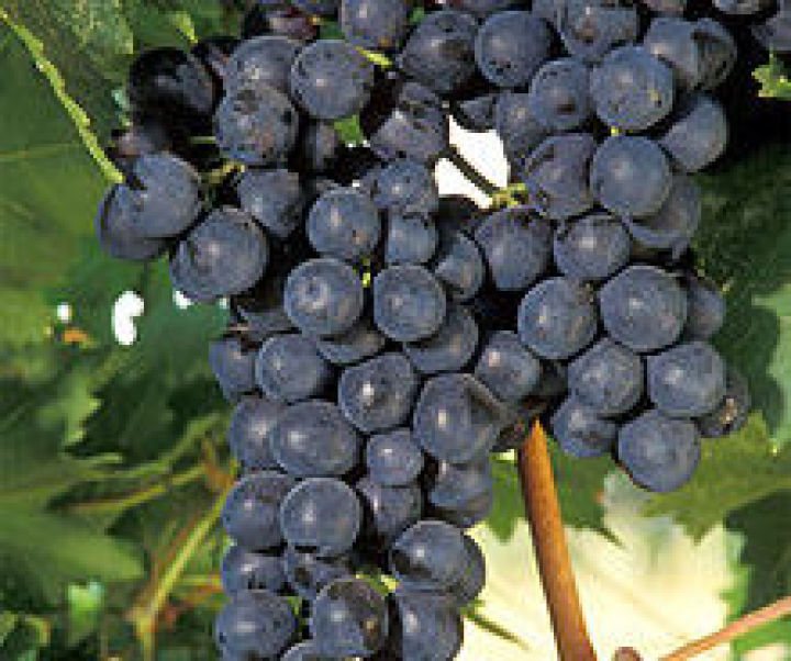 Weinbau und Weinhandel