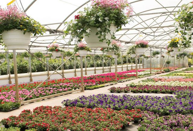 Lindenhof Blumen